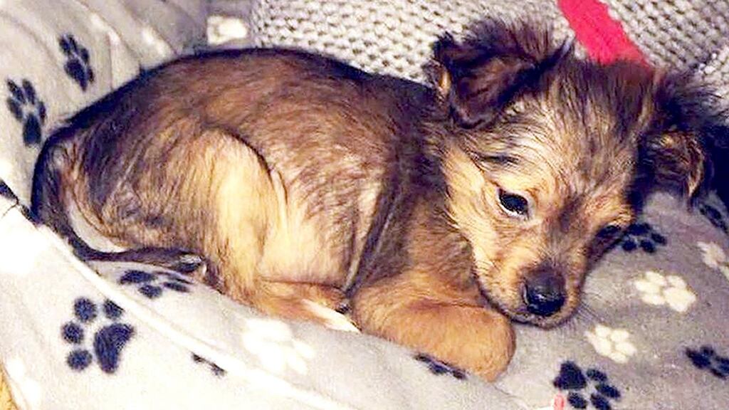 Undated handout photo issued by the Police Service of Northern Ireland   of 11-week-old Sparky.