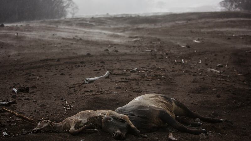 Cows lie dead amid steam rising from the hot volcanic ash following a light rain, near the Volcan de Fuego in the El Rodeo hamlet of Escuintla, Guatemala. Photograph: Rodrigo Abd/AP