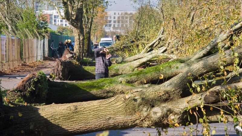 Felled trees which stood for over 100 years line the Marina in Cork city following Storm Ophelia. Photograph: Daragh Mc Sweeney/Provision