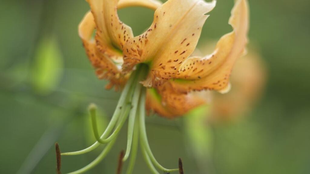 Lilium henryi, or tiger lily, was brought to Europe from China by Augustine Henry. Photograph: Richard Johnston