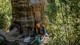 The secret superpowers growing beneath our feet