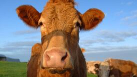 Beef bouncing back after horsemeat scandal