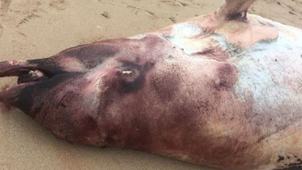 A stranded Cuvier’s beaked whale on Gola Island, off Co Donegal. Photograph: Donegal Irish Whale and Dolphin Group/Facebook