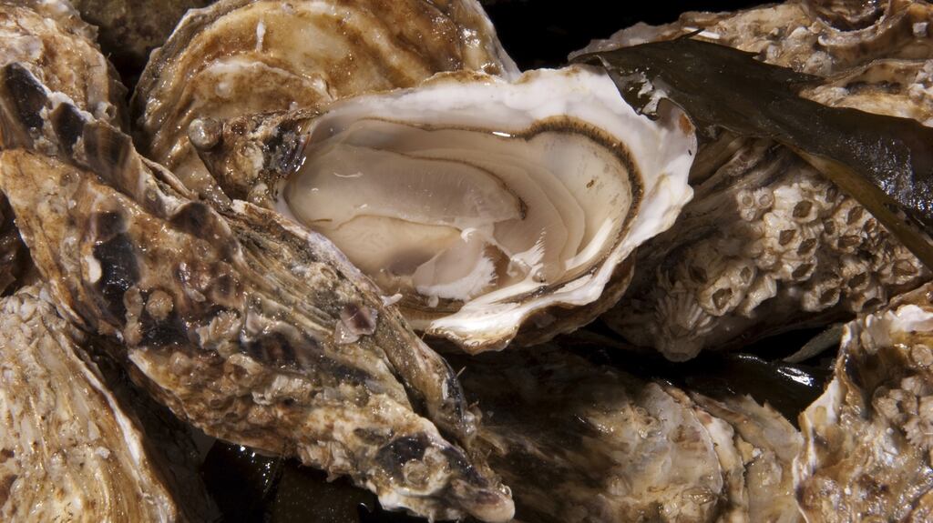 Members of the Lough Swilly Wild Oyster Society have been fishing for native oysters  for about 25 years