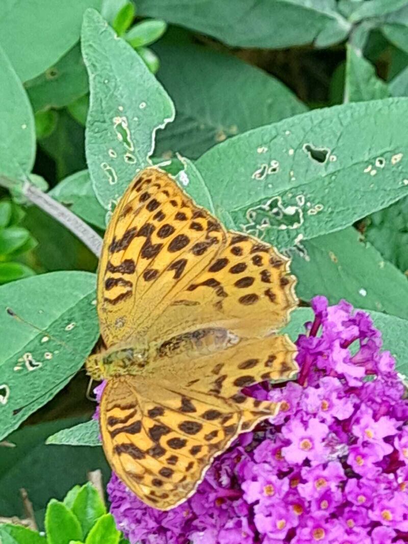 Silver-washed fritillary butterfly