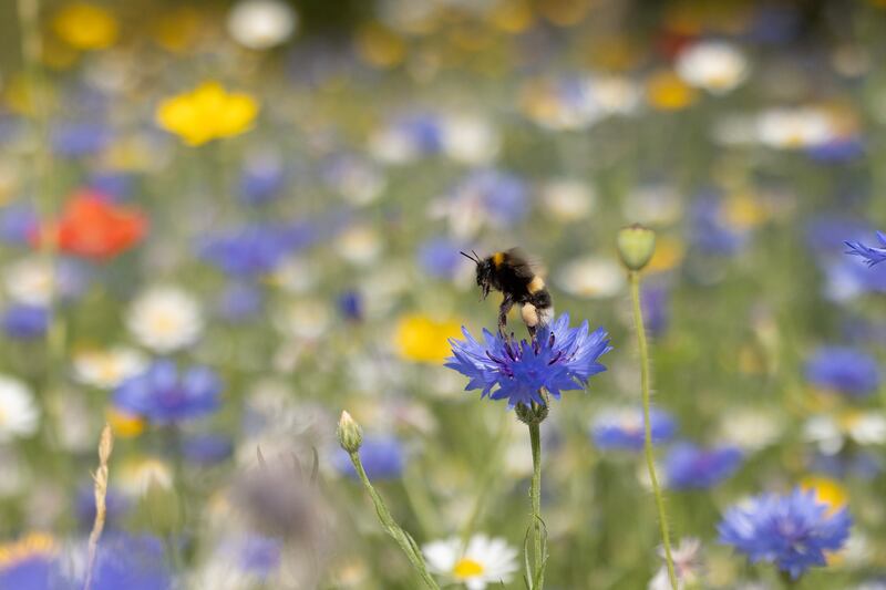 Wildflower seed-bombs, as delightful as they may sound, risk introducing a species that has no place in a particular ecosystem.  Photograph:Dan Kitwood/Getty