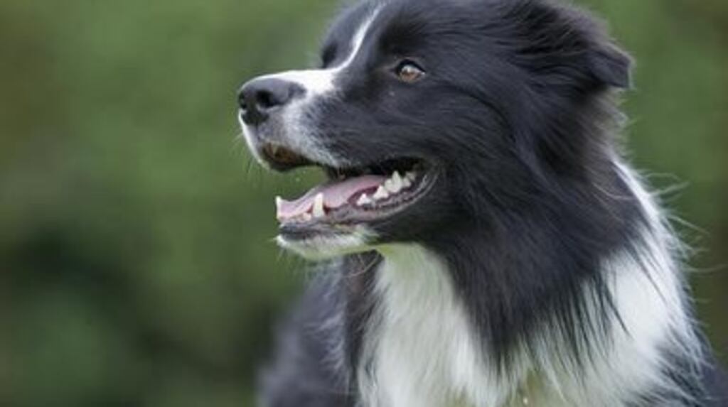 The black-and-white collie died after being struck by a Garda car at Fontstown in Co Kildare in October 1985.