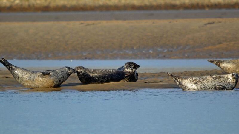 Eye on Nature: Your notes and queries for Ethna Viney