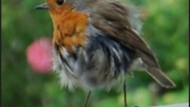 Why is this robin’s plumage in rag order? Readers’ nature queries