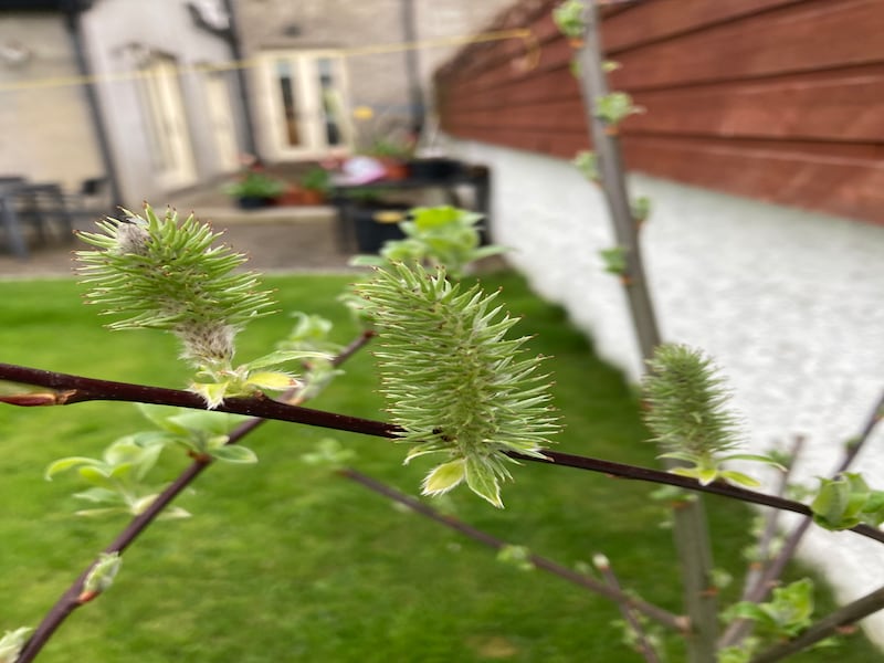 Goat willow tree. Photograph supplied by Jenny Hughes