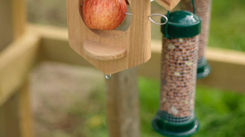 Help birds by keeping bird feeders clean and well-stocked. Photograph: Richard Johnston