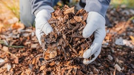 Tackle these garden tasks now and reap the rewards in spring