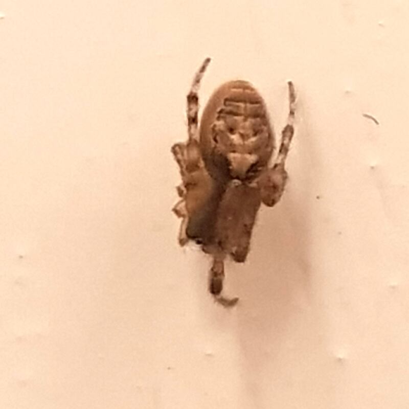 Garden or cross spider. Photograph: Frank Farrell