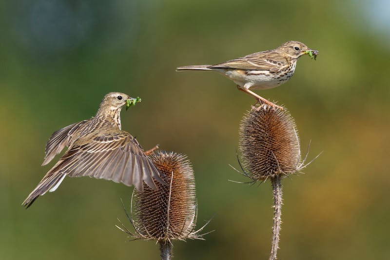 'Meadow Pipits', captured at the duck pond in Arklow town, came in third place. Photograph: Chris Howes