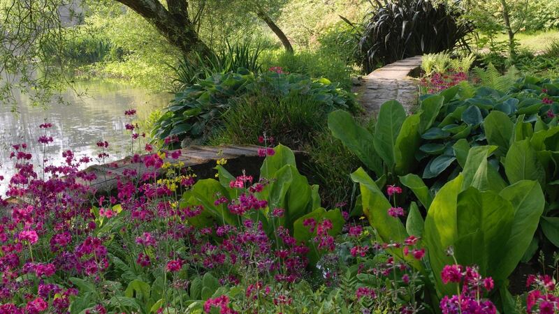 Swathes of primulas flowering in Mount Stewart Gardens in Co Down. Photograph: Richard Johnston