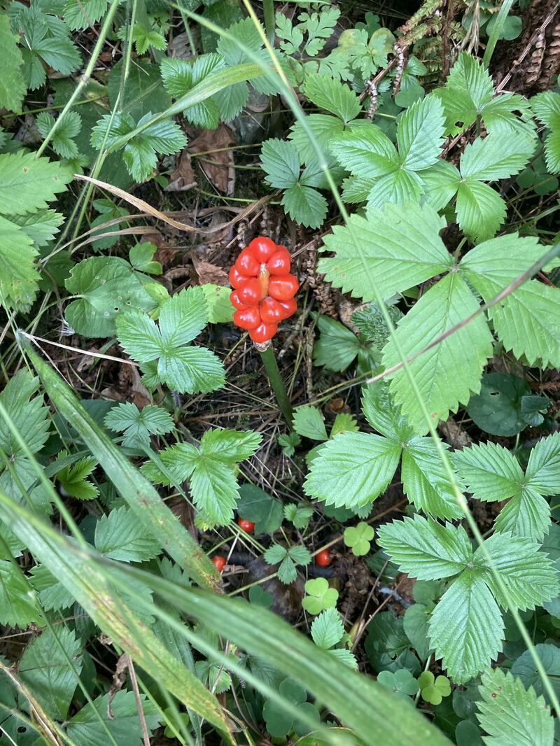Extremely poisonous to humans: The berried stage of the Arum lily, also called Lords and Ladies. Photograph: Donal Curran