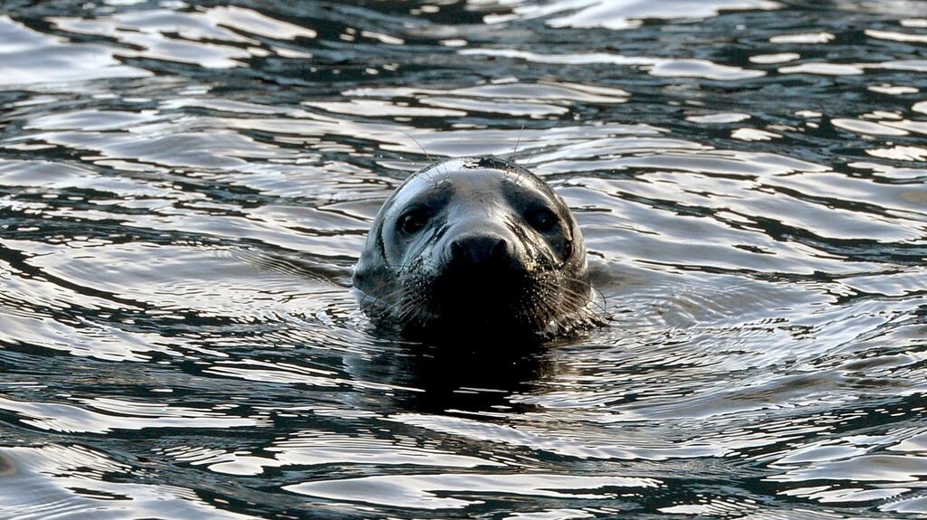 A seal enjoying the high tide in the River Liffey at Wolf Tone Quay in Dublin. Photograph: David Sleator