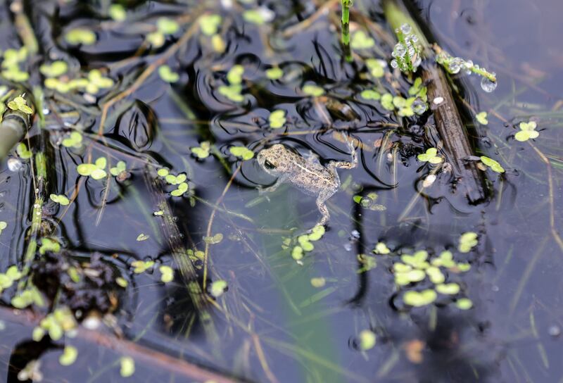A Natterjack toad in Co Kerry. Photograph: Valerie O'Sullivan
