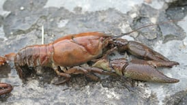 A plague is wiping out white-clawed crayfish in a river near Limerick city