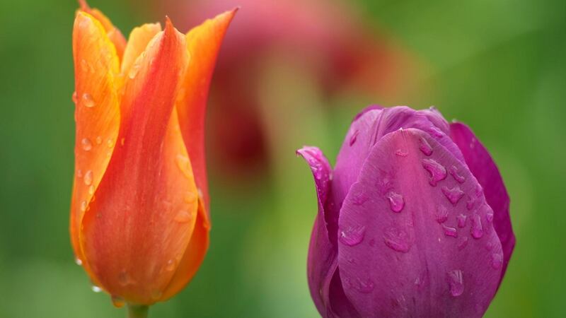 Tulips growing in an Irish garden. Photograph: Richard Johnston