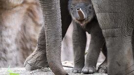 Brexit bureaucracy posing threat to endangered species, say zoo keepers