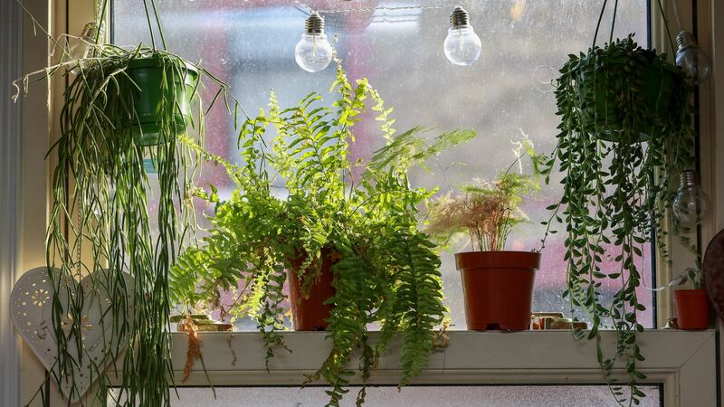 ‘Some were hung in the window – to show the world how great I was at rearing plants’ – Conor Pope arranges his houseplants. Photograph: Crispin Rodwell