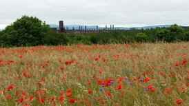 Insect hotels and wildflower meadows: industrial site goes green