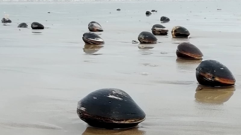 Clams on the beach in Benone, Co Derry by Michael Cross