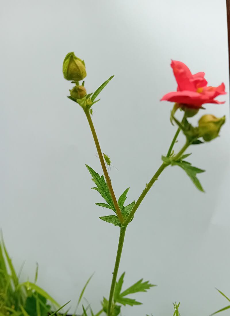 Garden flower. Photograph supplied by Gerry O'Keeffe