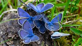 It’s unsettling to imagine that in the near future, young people will have a very different understanding of the seasons