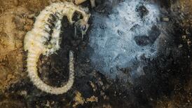 ‘It is our jewel’: Can Europe’s biggest lagoon ecosystem be saved?