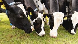 Irish grass-fed beef could get special EU status