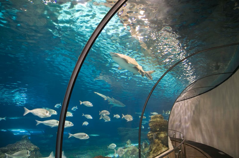 Fish including shark, stingray and clown fish swim overhead and alongside you in Barcelona Aquarium
