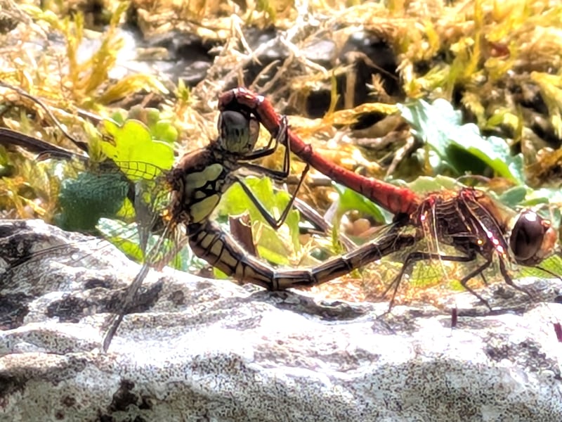 Two dragonflies tied up in afternoon delight in Cork