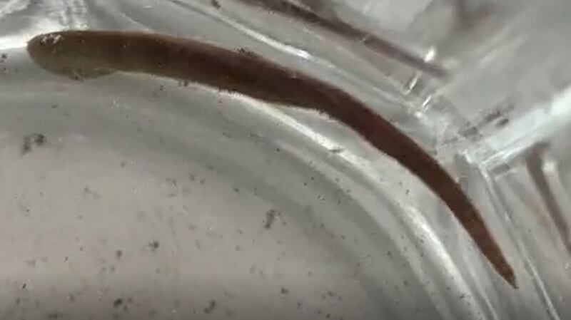 Freshwater leech