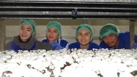 Food growers argue foreign workers needed to sustain industry