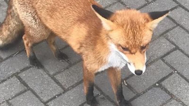 Maynooth’s popular resident fox, Barney Brush