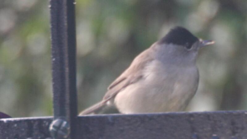 Blackcap from Neil Vaughan’s garden