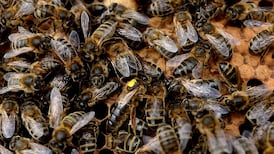 Ireland joins international group trying to protect bees