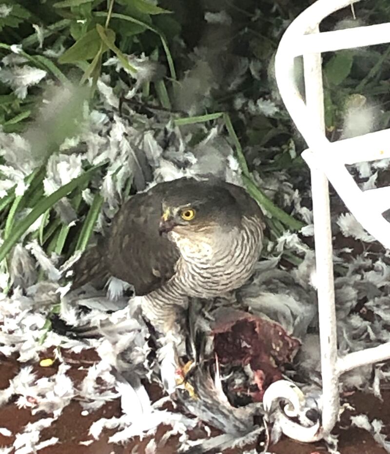 Female sparrowhawk. Photograph supplied by Esther Clark