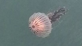 Seeing loads of jellyfish? That’s bad news for biodiversity