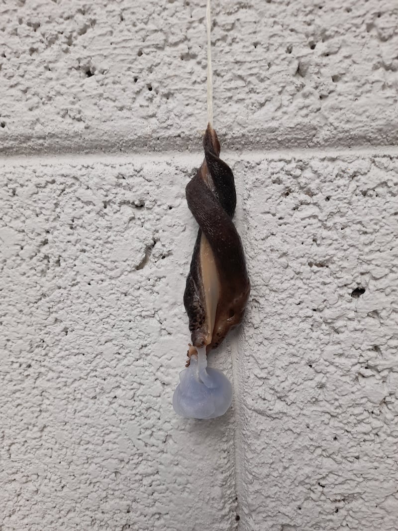 Mating great grey slugs. Photograph: Bernie Igoe