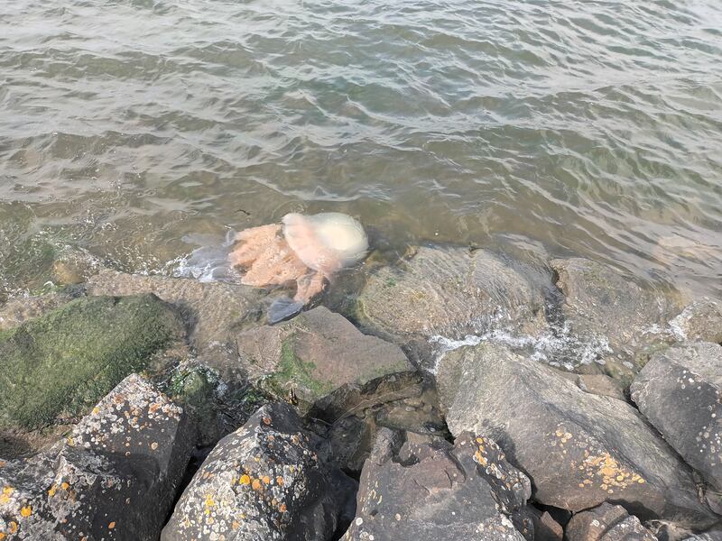 Barrel jellyfish, supplied by Brian Mccarthy.