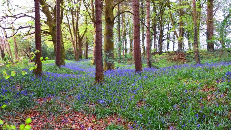 Redwood House, Virginia, Co Cavan