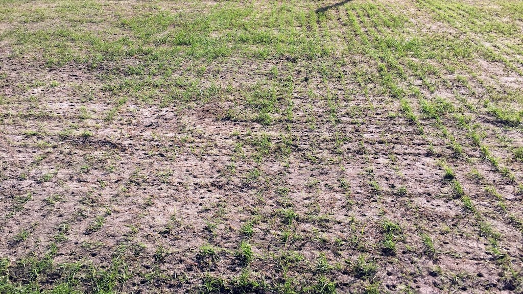 A detailed view of the pitch at the Olimp-2 stadium in Rostov-on-Don. Photograph: PA