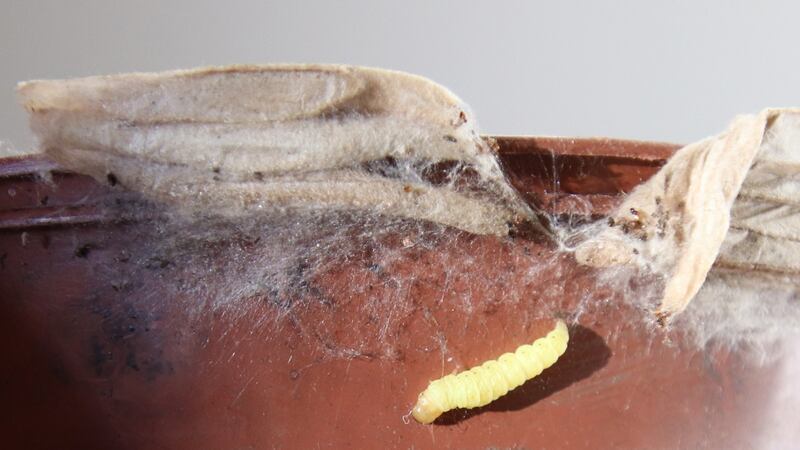 Cocoons of the greater wax moth