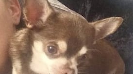 Dog missing after seagull swoops into Devon garden