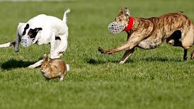 Rural Fine Gael TDs confront Madigan over hare coursing ban