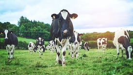 What is going on in the beef talks?