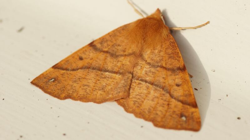The scalloped oak moth varies in colour